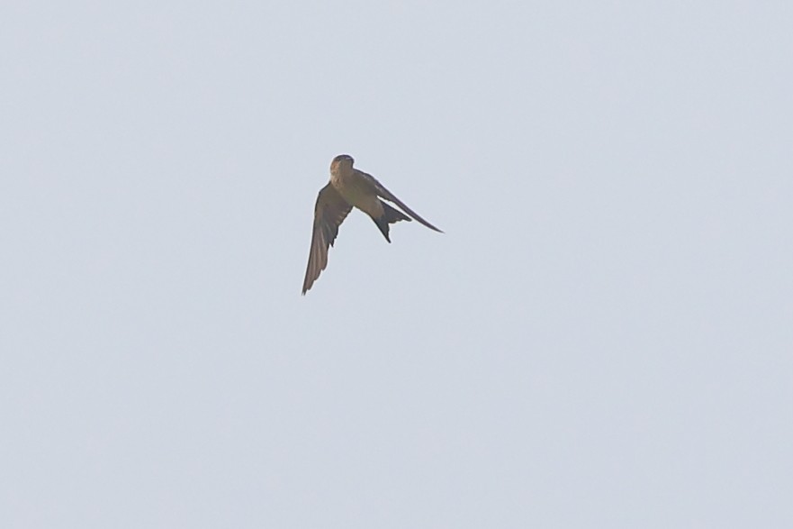 Red-rumped Swallow - ML610826450