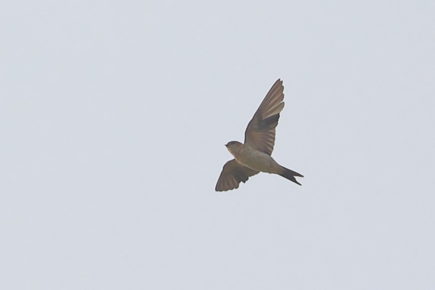 Red-rumped Swallow - ML610826451