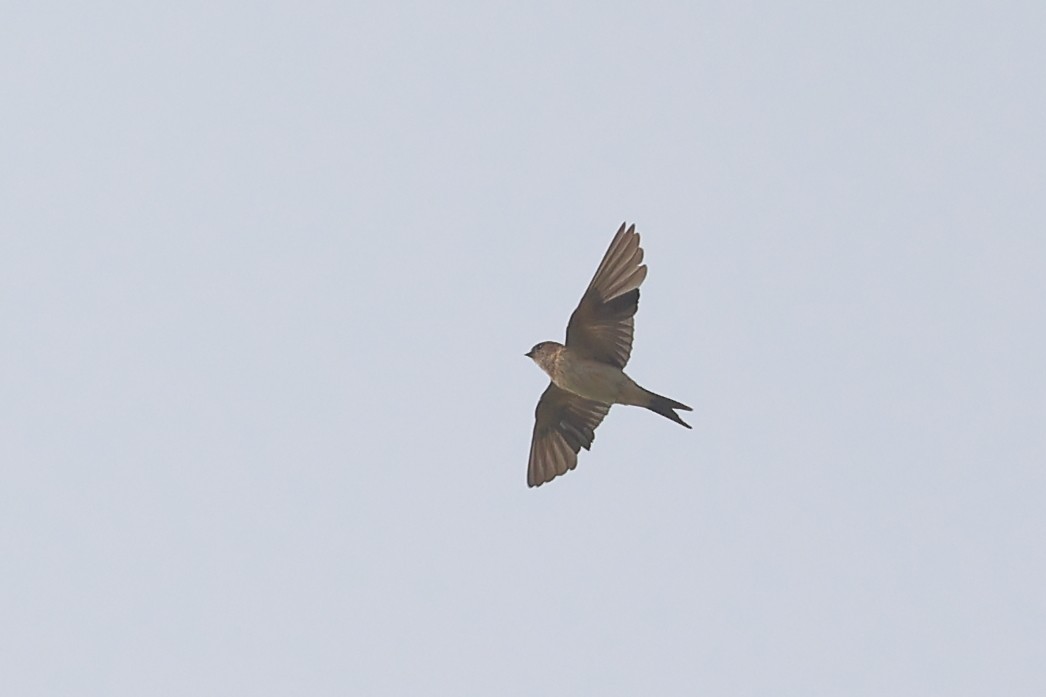 Red-rumped Swallow - ML610826452