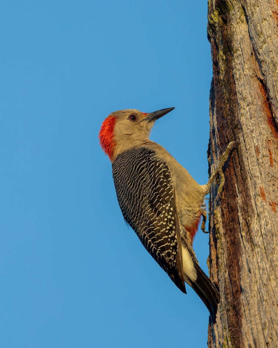 Golden-fronted Woodpecker - ML610826486