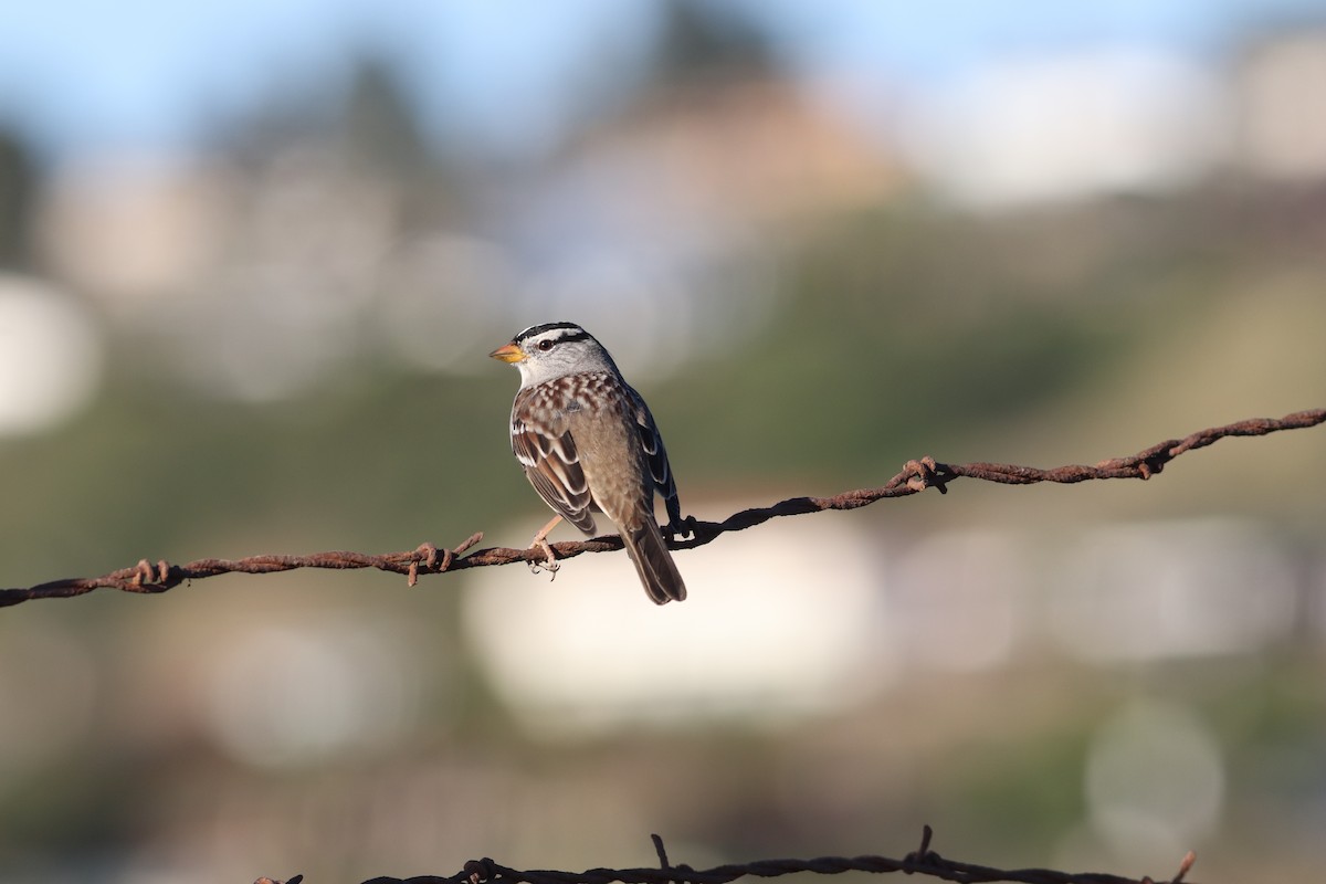 White-crowned Sparrow - ML610826546