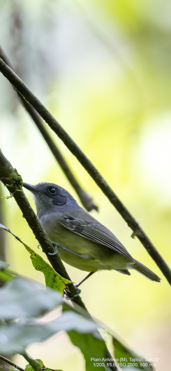 Plain Antvireo - ML610826554