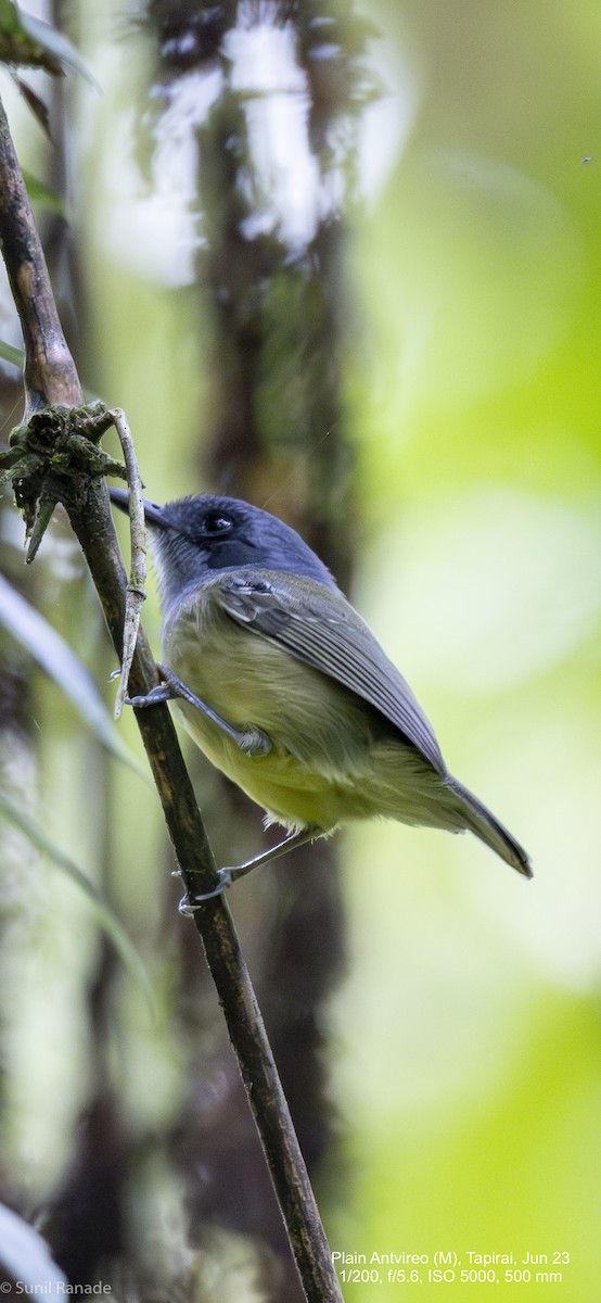 Plain Antvireo - Sunil Ranade