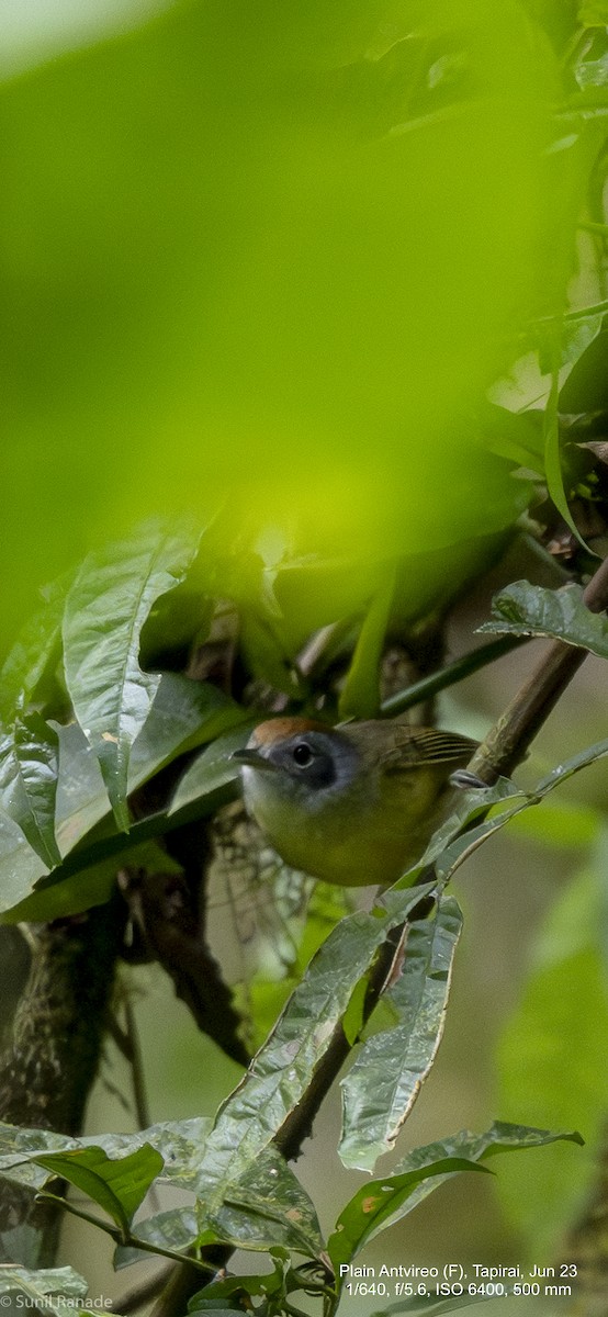 Plain Antvireo - ML610826557