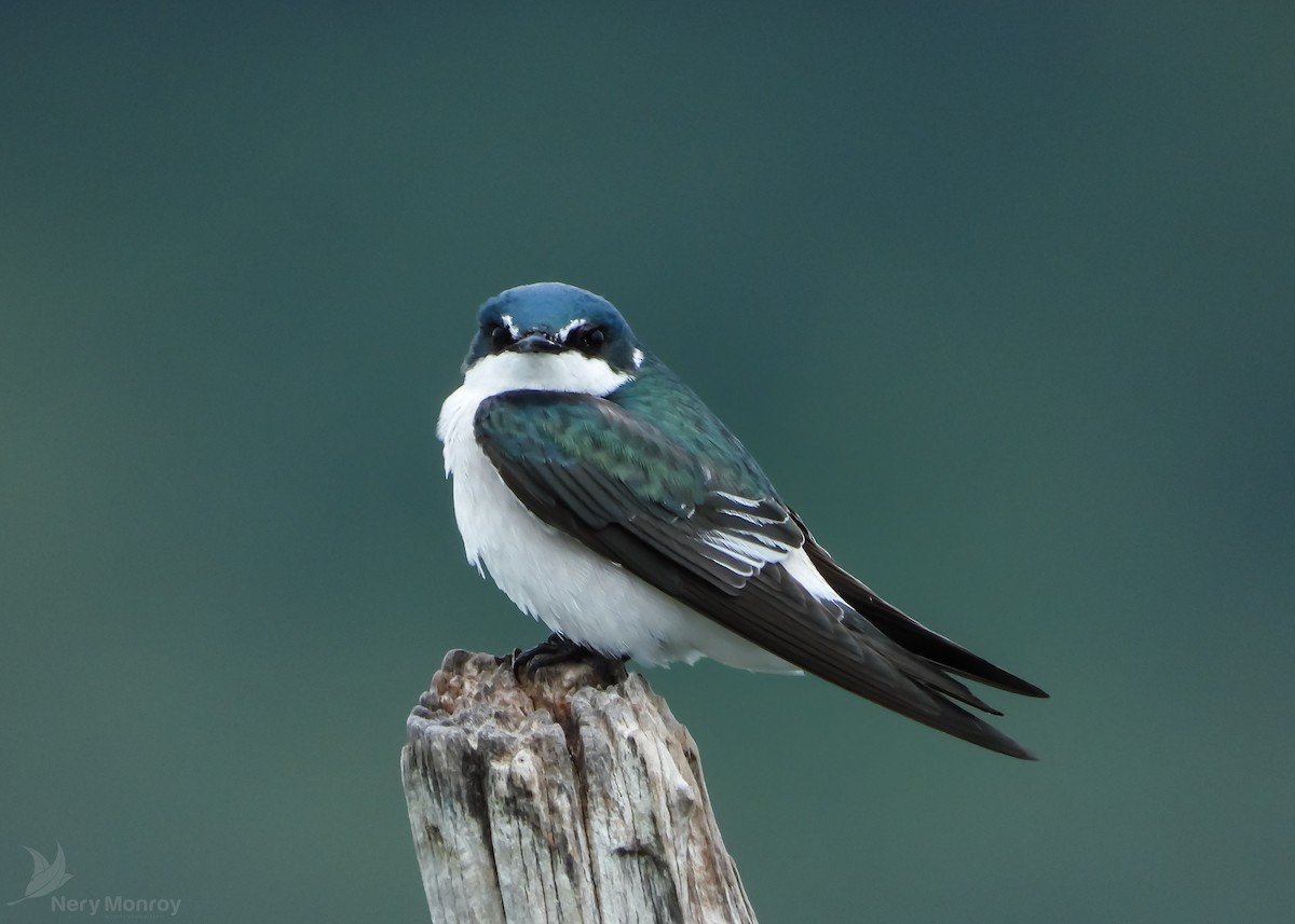 Mangrove Swallow - ML610826574