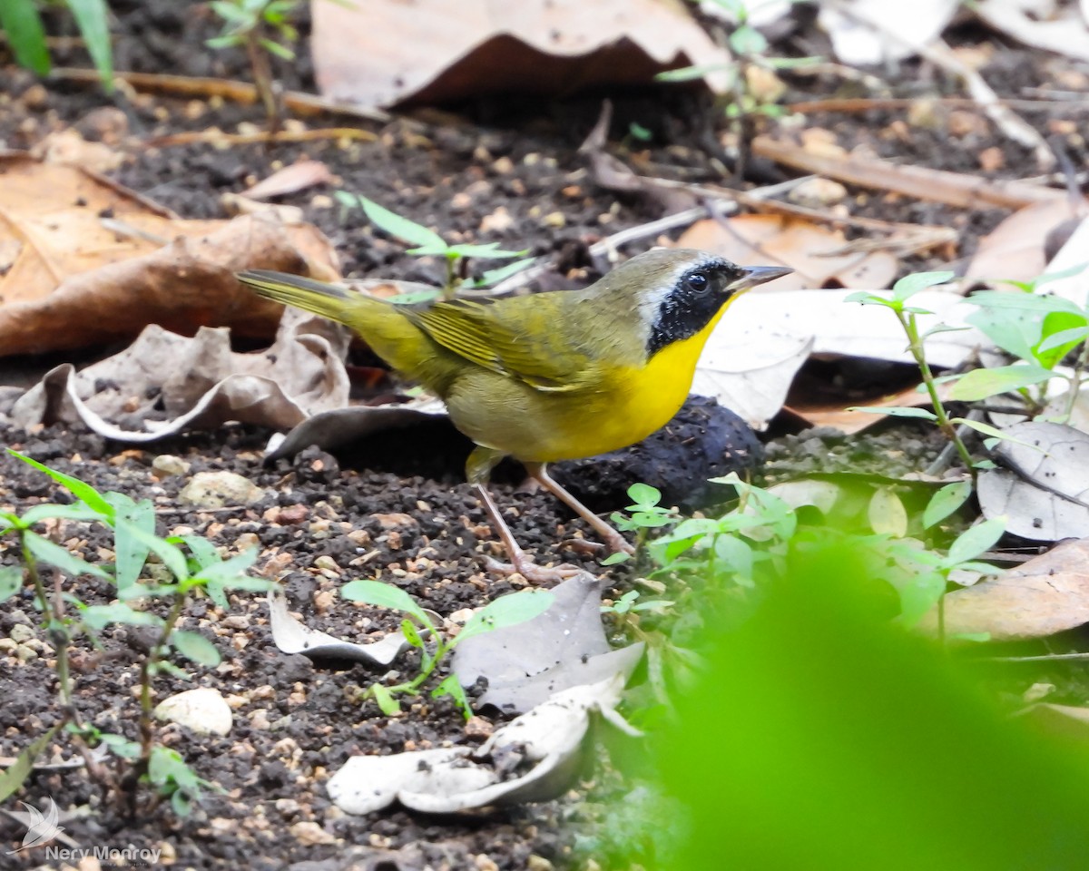 Common Yellowthroat - ML610826602