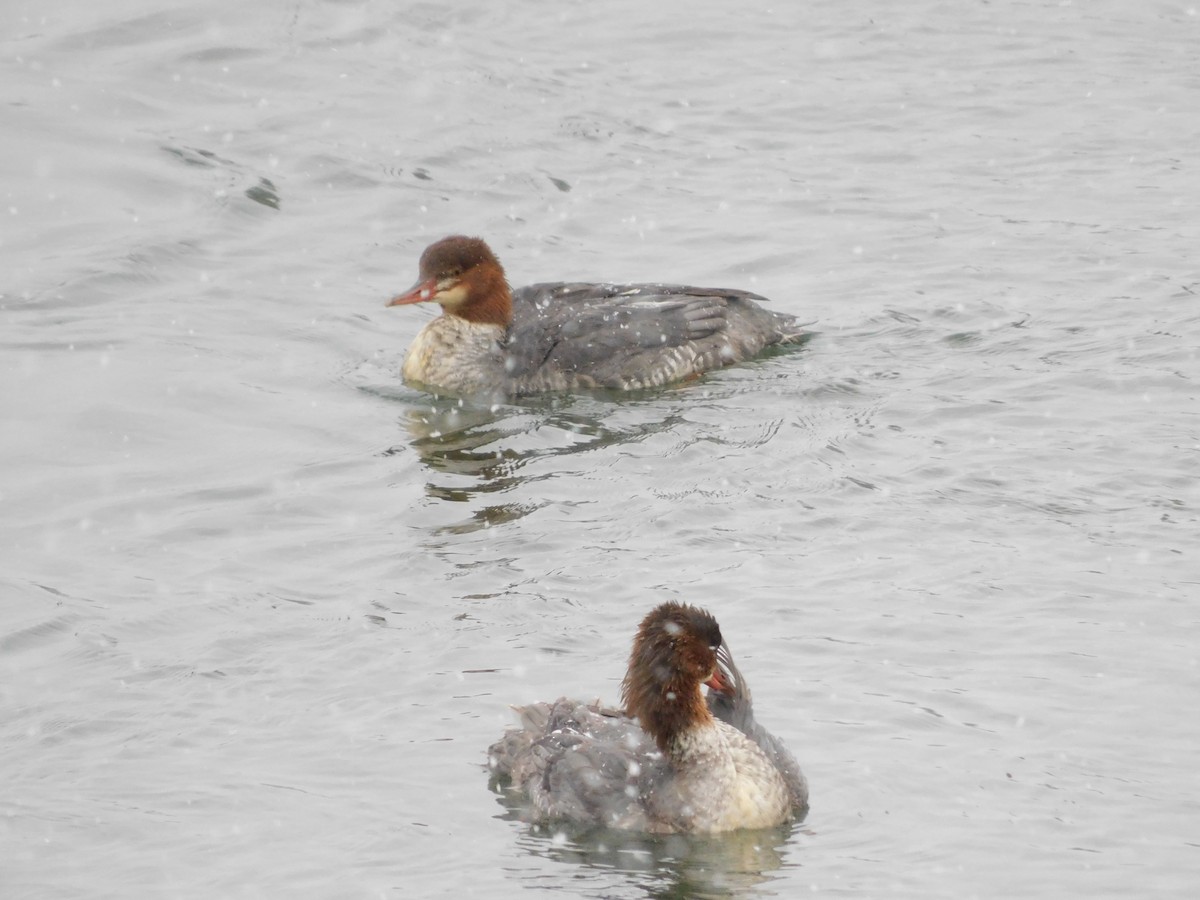 Common Merganser - ML610826629