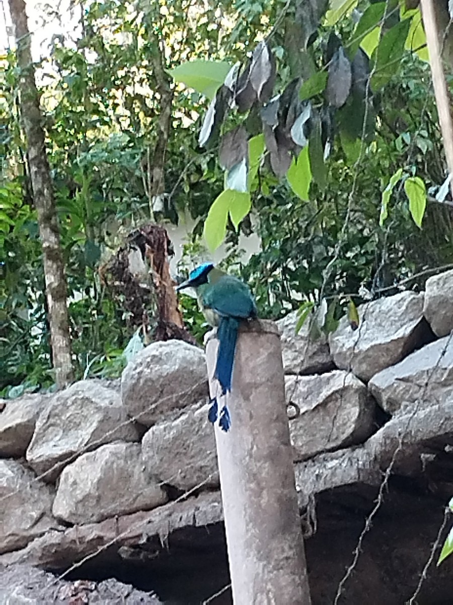 Motmot d'Équateur - ML610826747