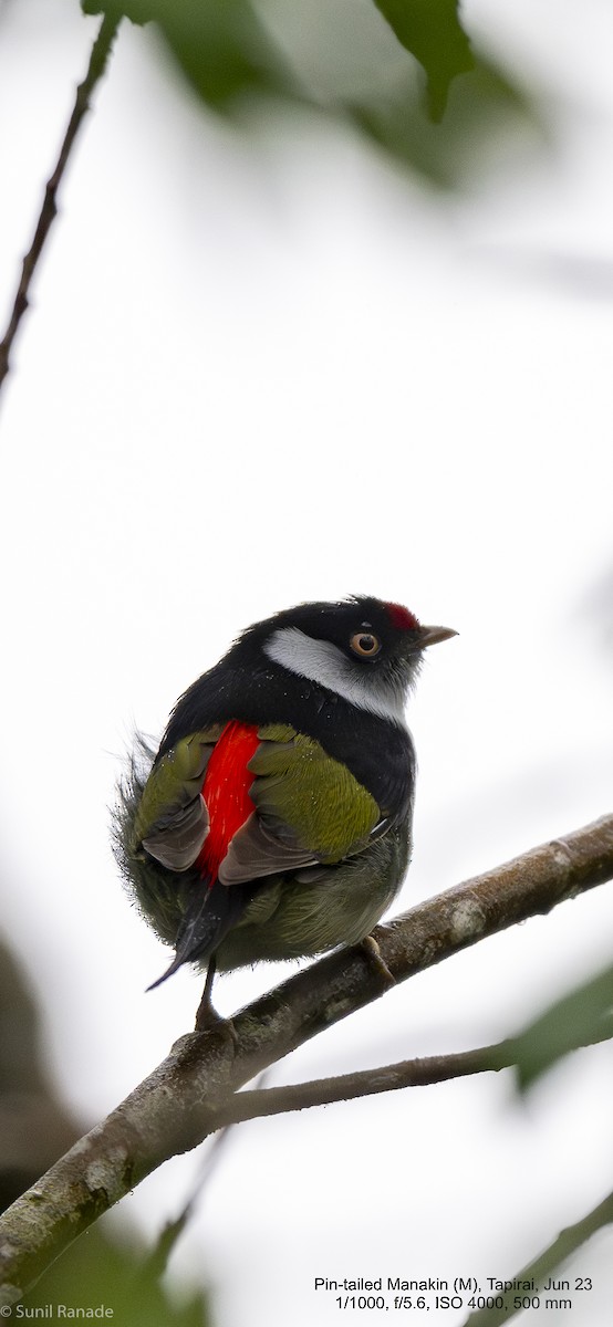 Pin-tailed Manakin - Sunil Ranade