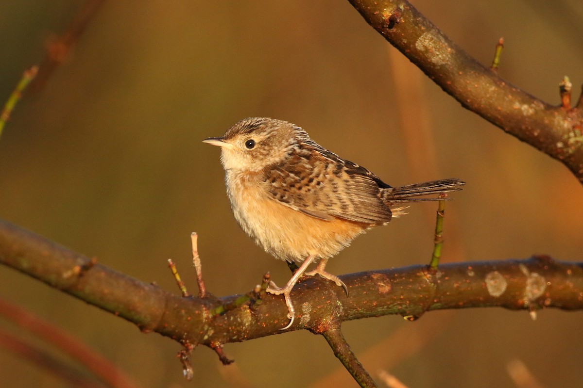 Sedge Wren - Cliff VanNostrand