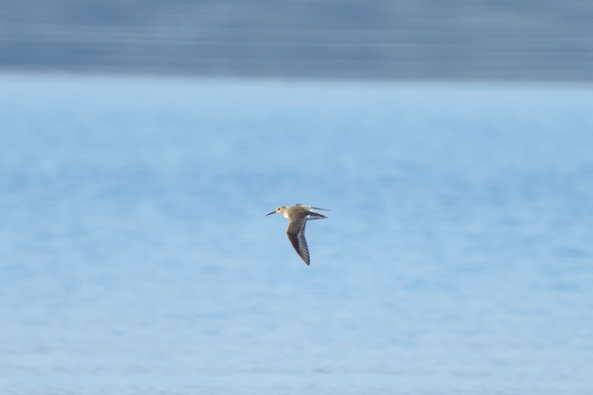 Dunlin - ML610826929