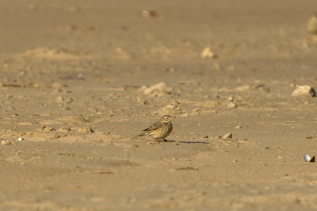 American Pipit - ML610826934