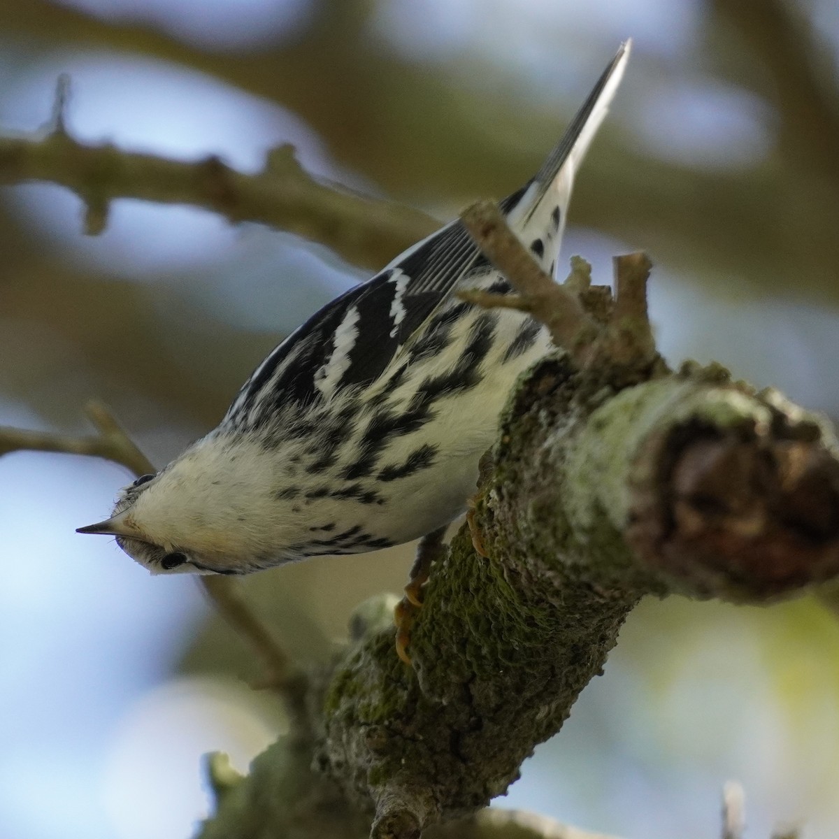 Black-and-white Warbler - ML610827031