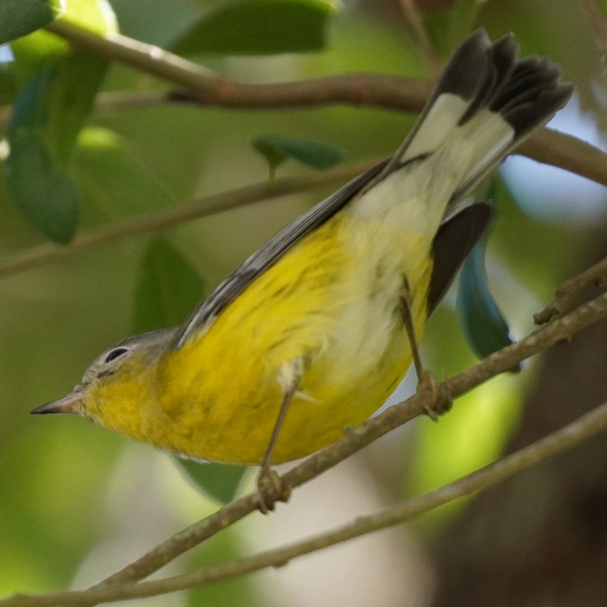 Magnolia Warbler - ML610827036