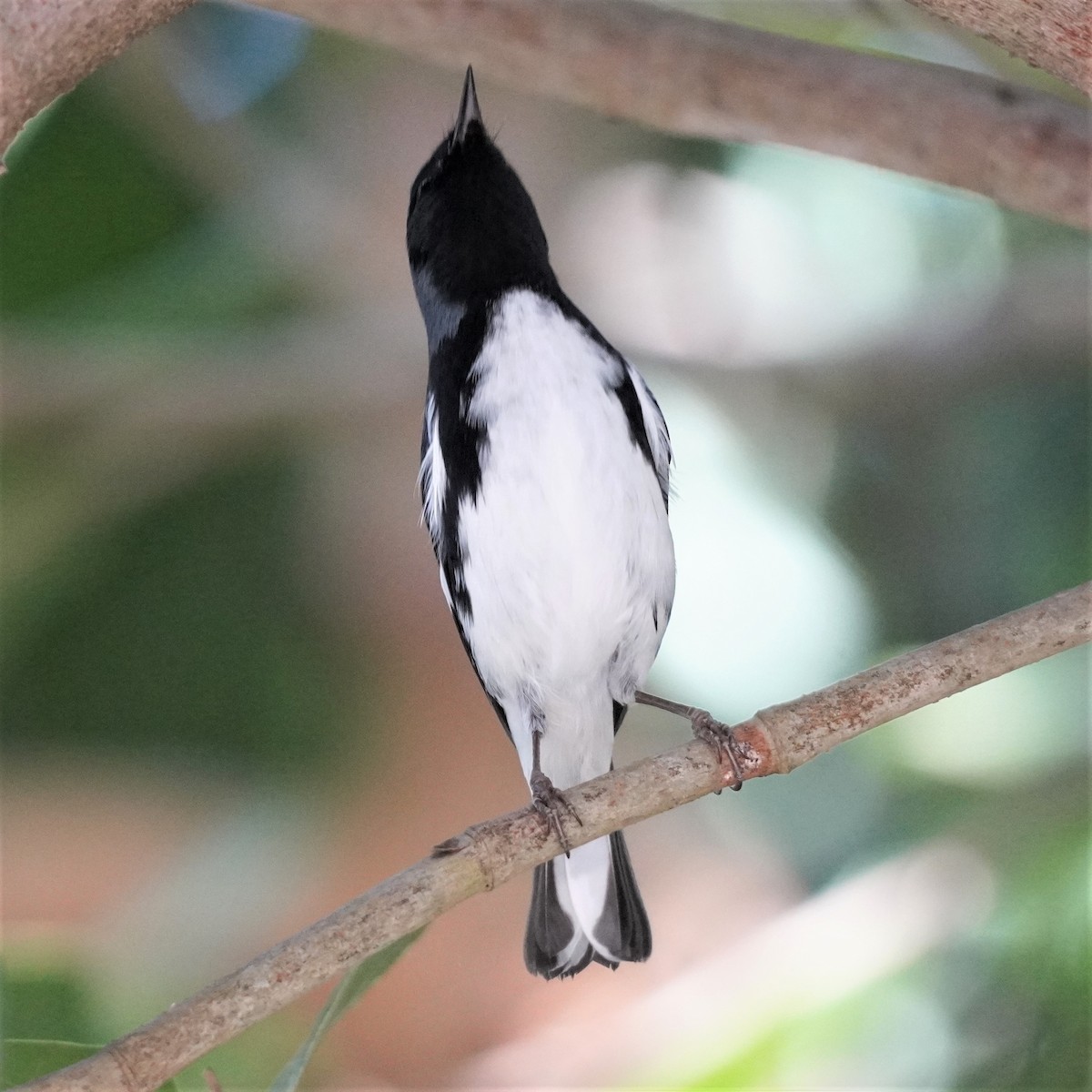 Black-throated Blue Warbler - ML610827049