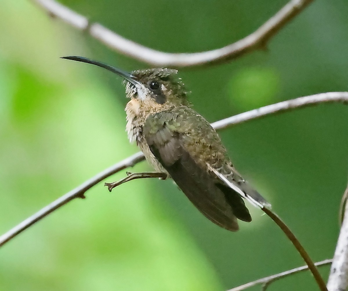 Pale-tailed Barbthroat - ML610827062