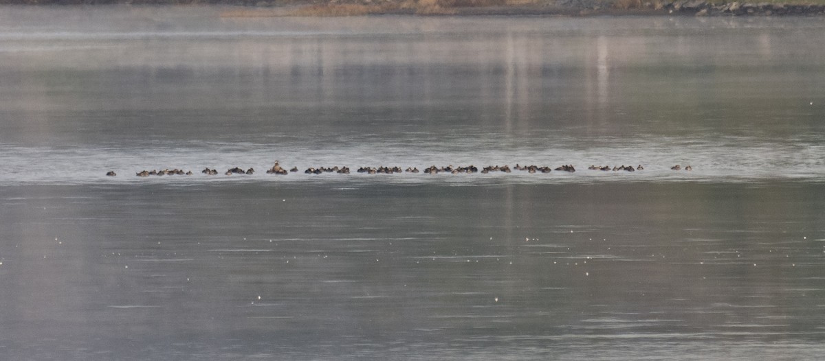 Black Scoter - ML610827198