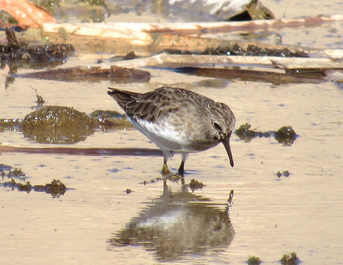 Least Sandpiper - ML610827380