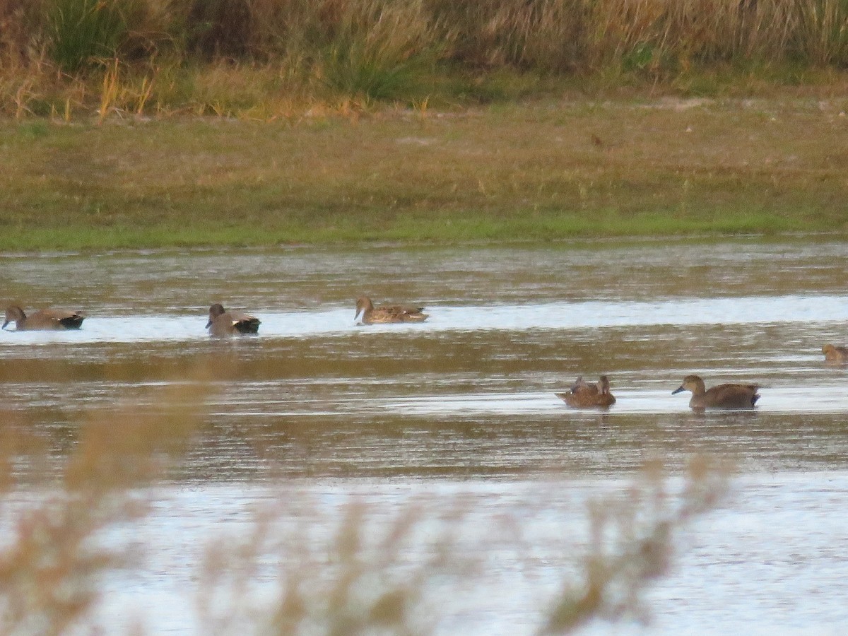 Gadwall - ML610827384