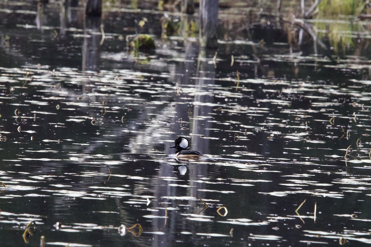 Hooded Merganser - ML610827399