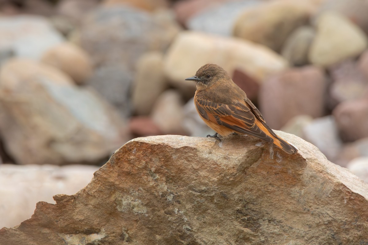 Cliff Flycatcher - ML610827419