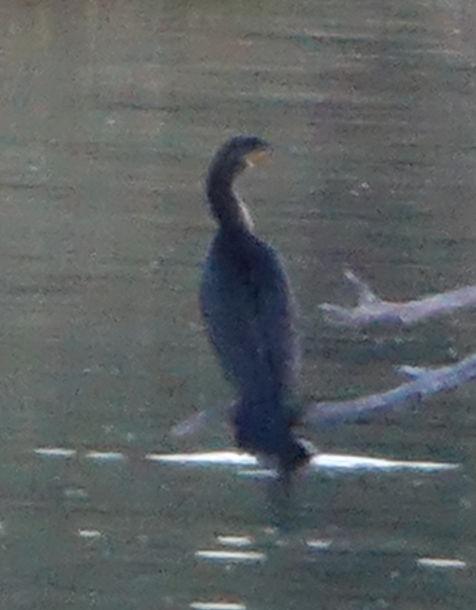 Double-crested Cormorant - ML610827455