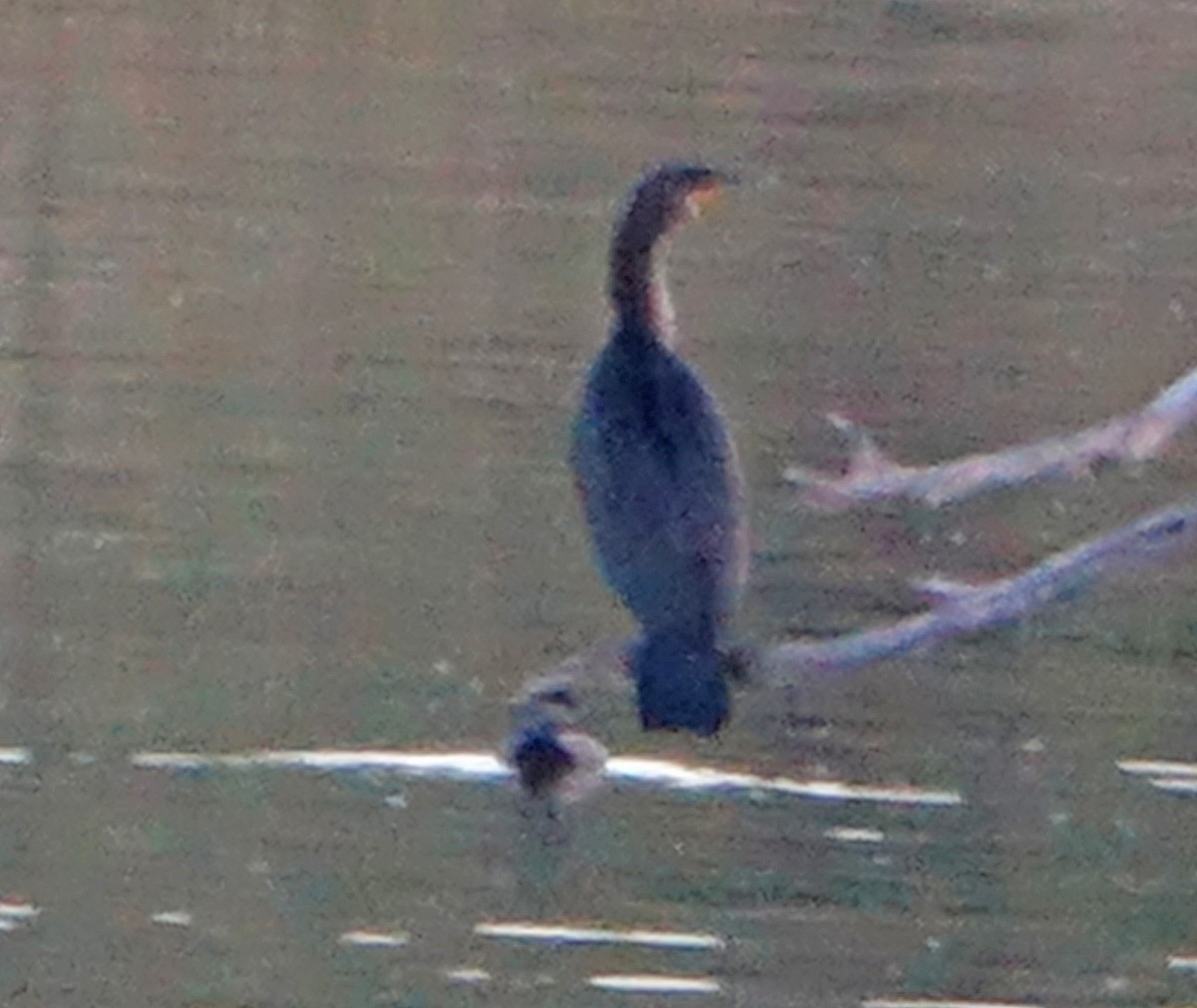 Double-crested Cormorant - ML610827456