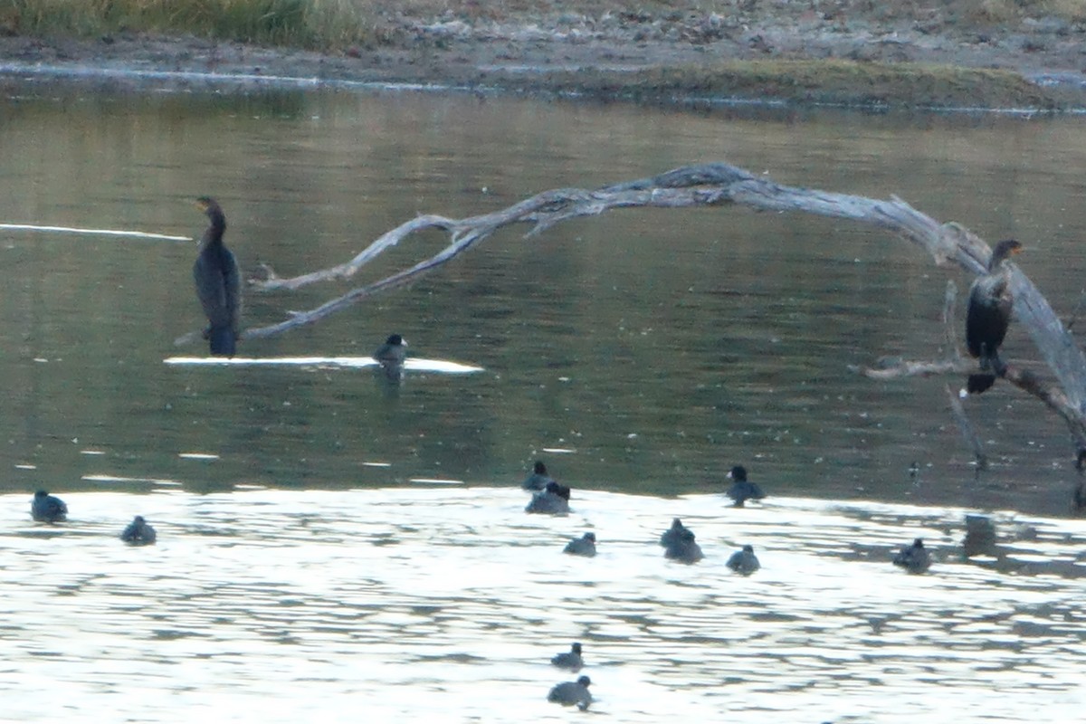 Double-crested Cormorant - ML610827458