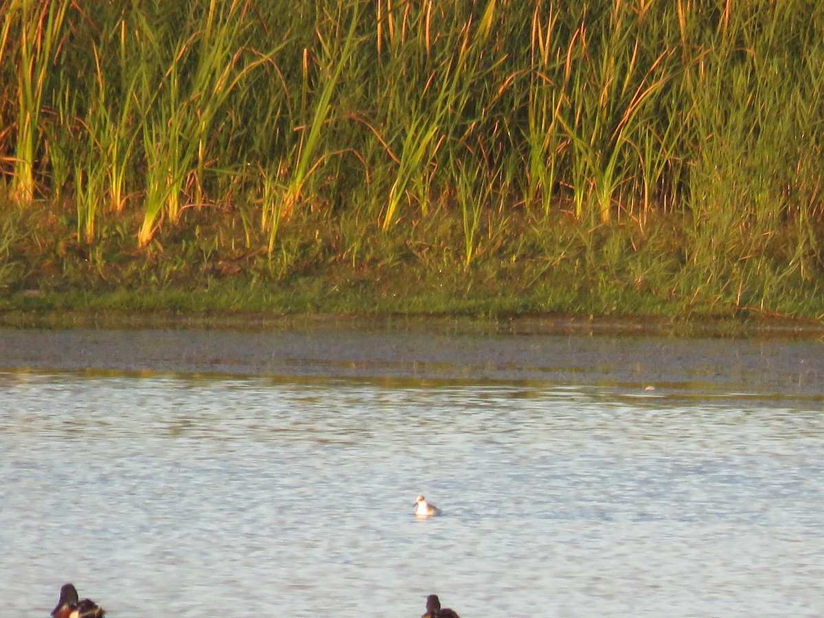 Red Phalarope - Rocío GO VI