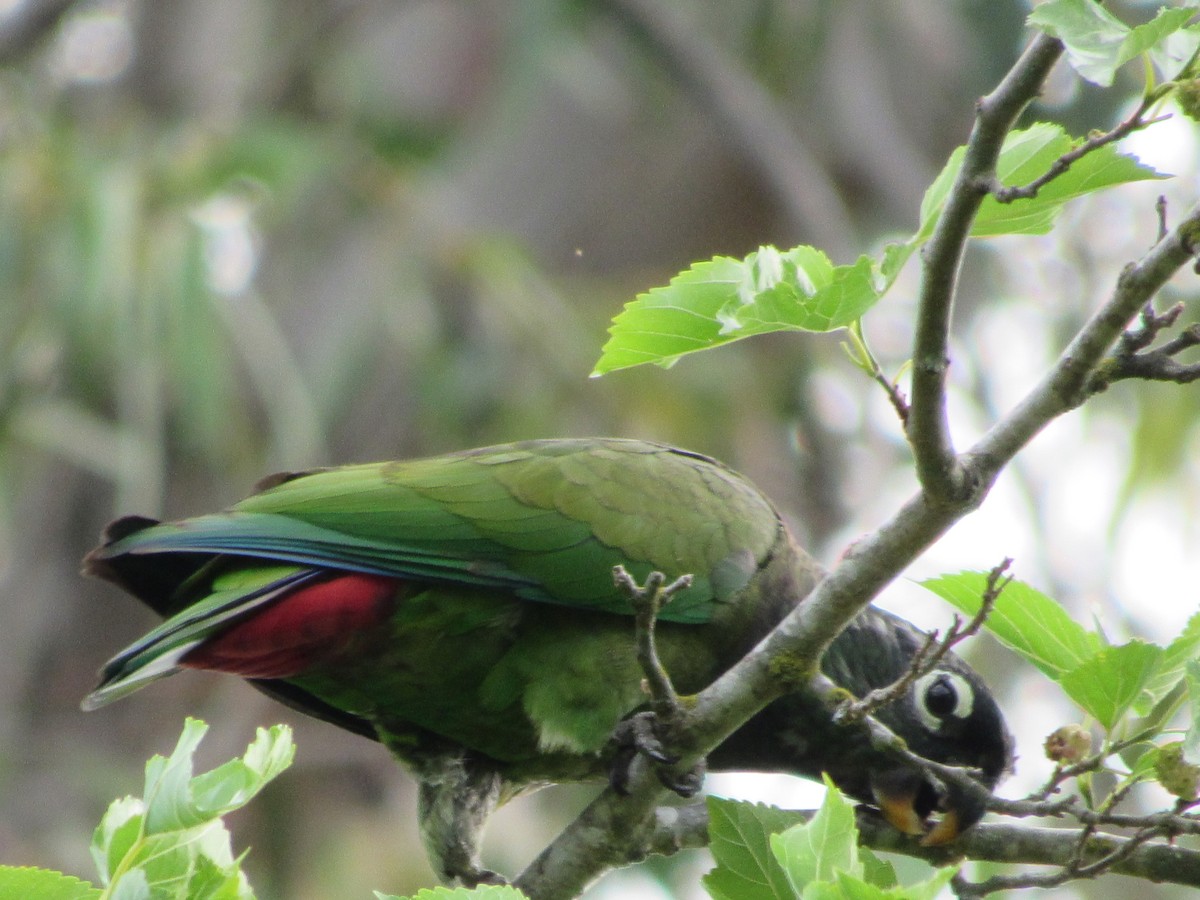 Scaly-headed Parrot - AndreLu AndreaVergara