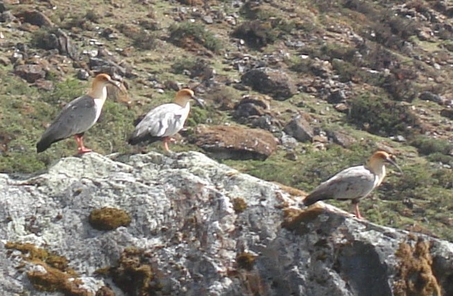 Andean Ibis - Raúl Ramírez Pozo
