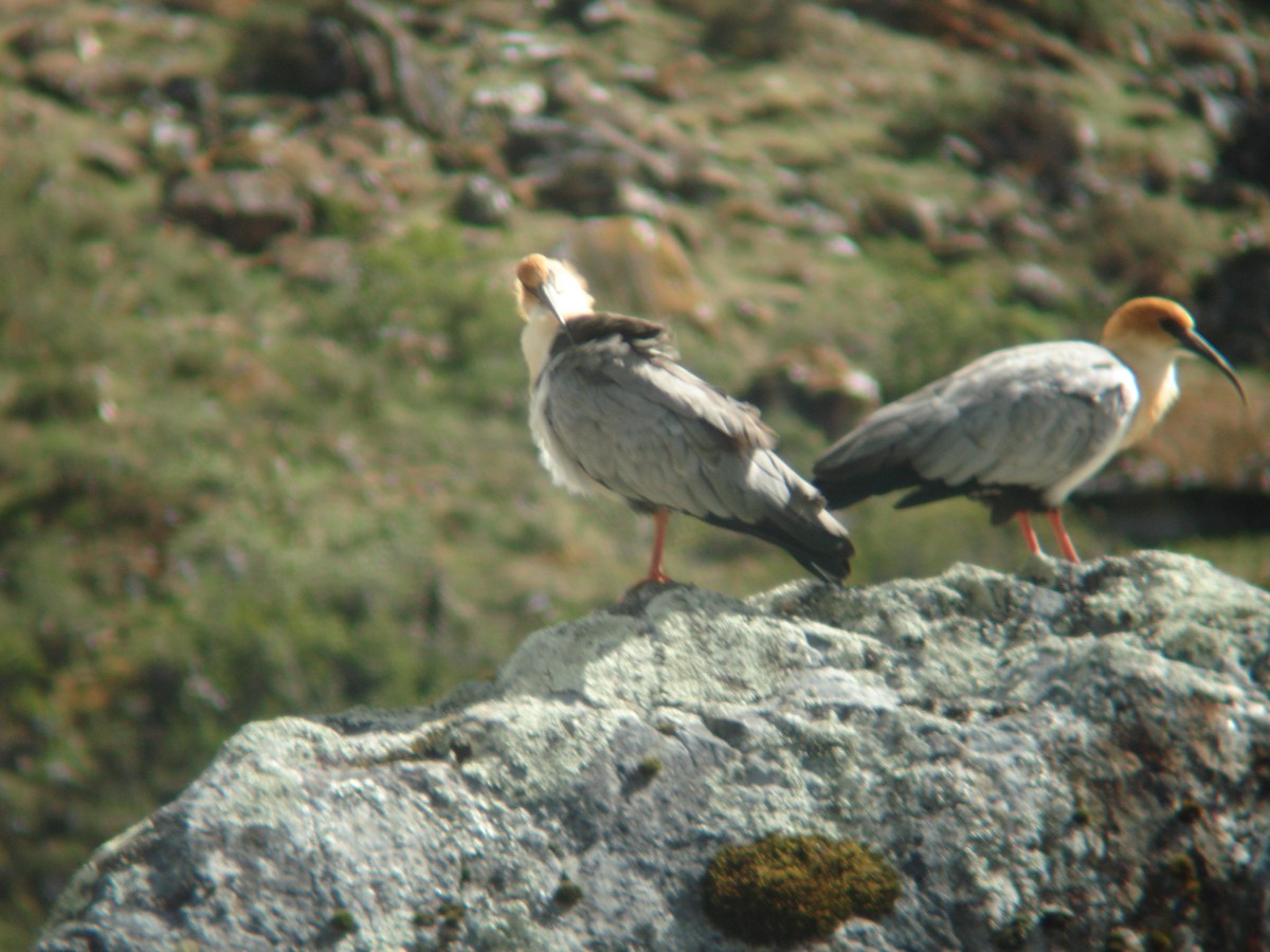 Andean Ibis - Raúl Ramírez Pozo