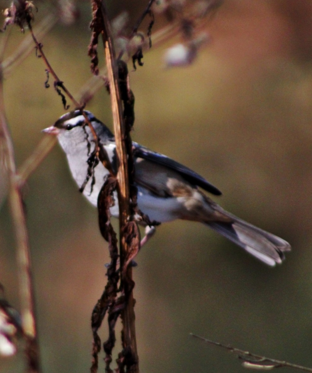 White-crowned Sparrow - ML610827671