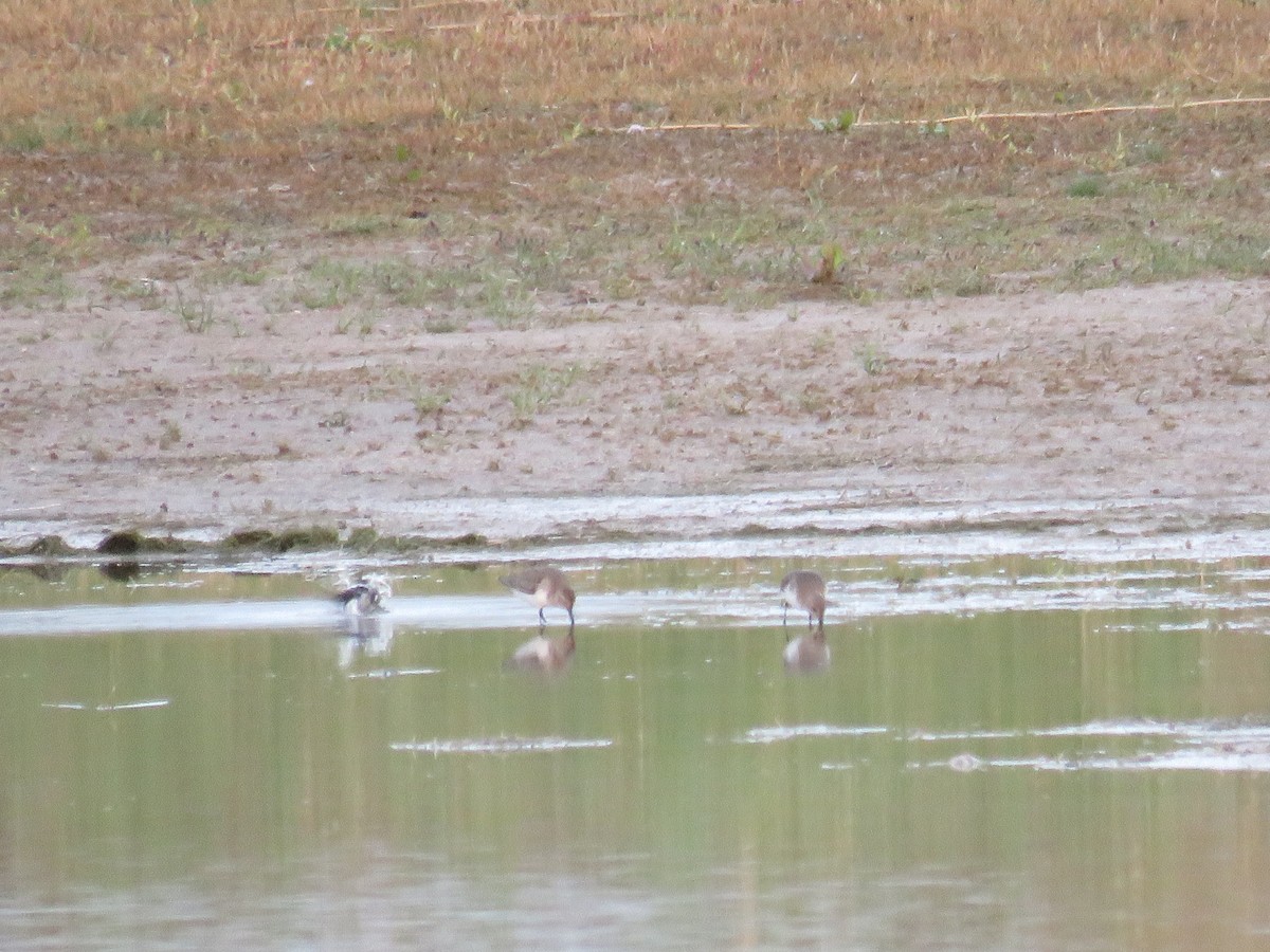 Dunlin - ML610827675