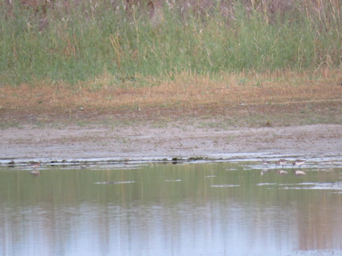 Dunlin - Rocío GO VI