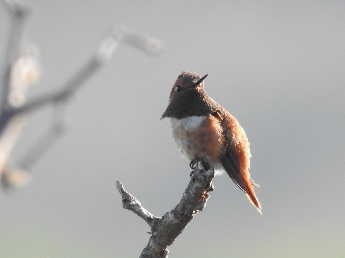 Colibrí Rufo - ML610827683