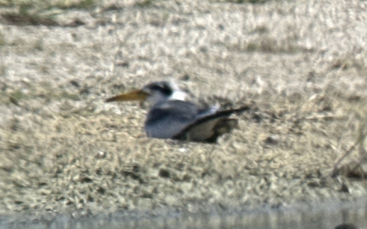 Large-billed Tern - ML610827702