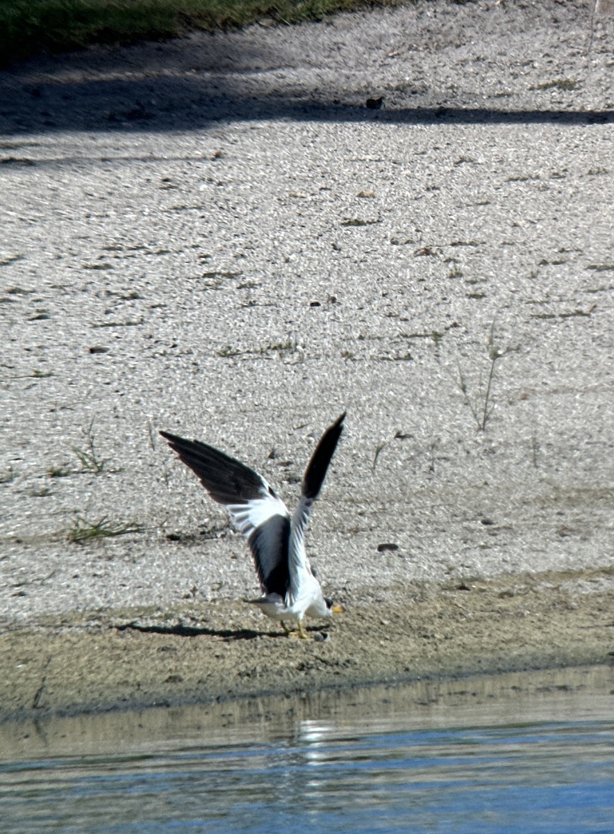 Large-billed Tern - ML610827703