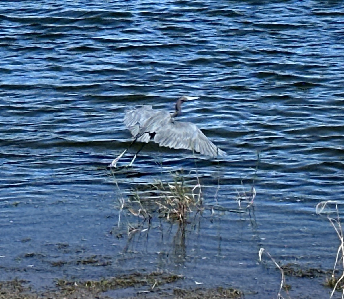 Little Blue Heron - ML610827710