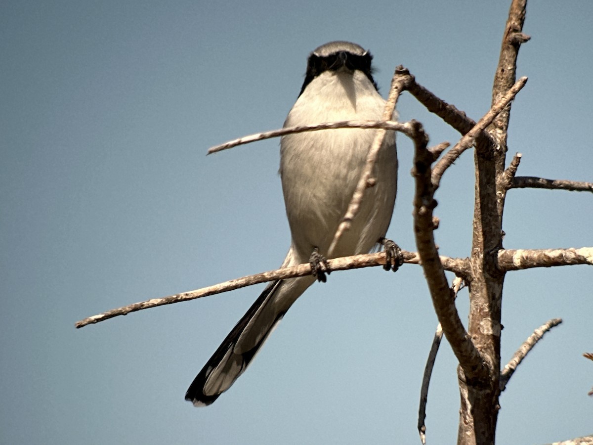 Loggerhead Shrike - ML610827718