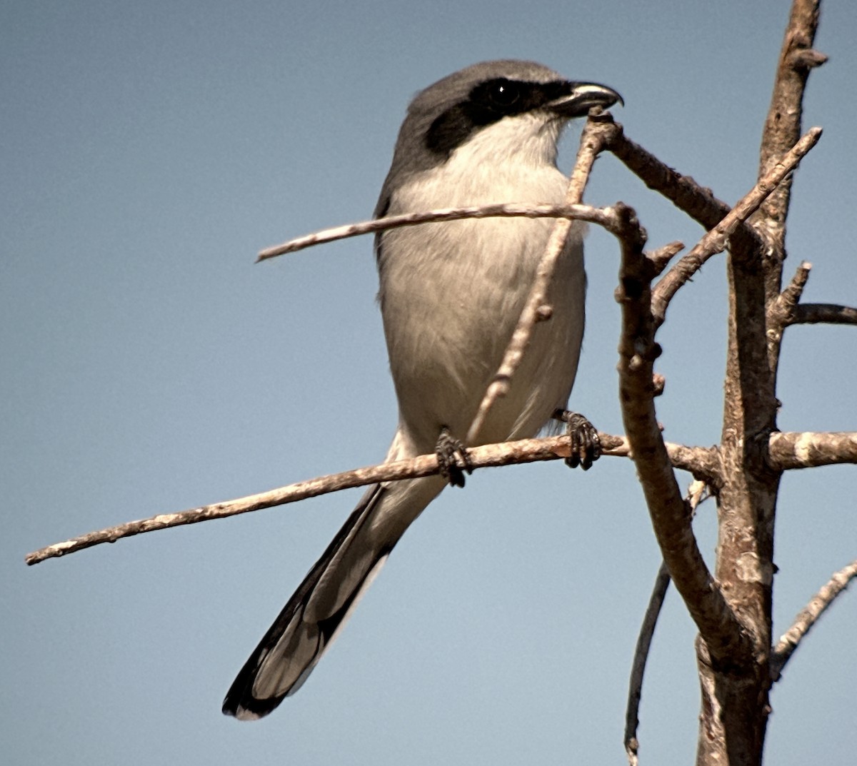 Loggerhead Shrike - ML610827719