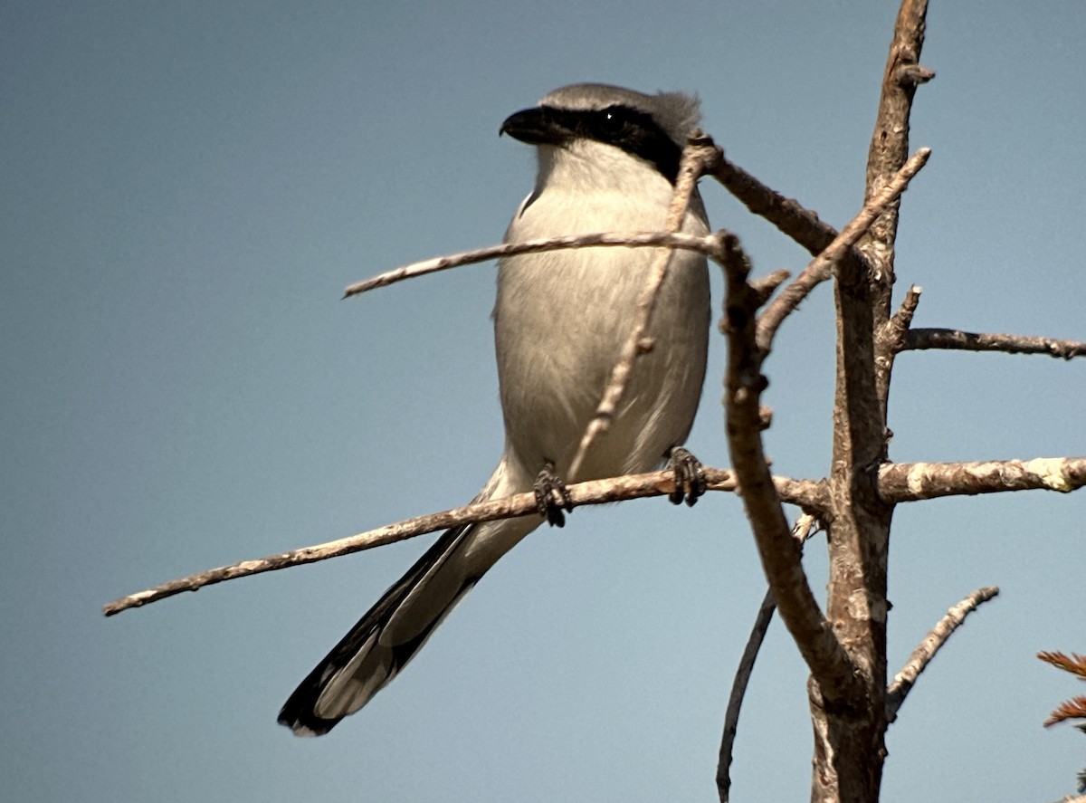 Loggerhead Shrike - ML610827720