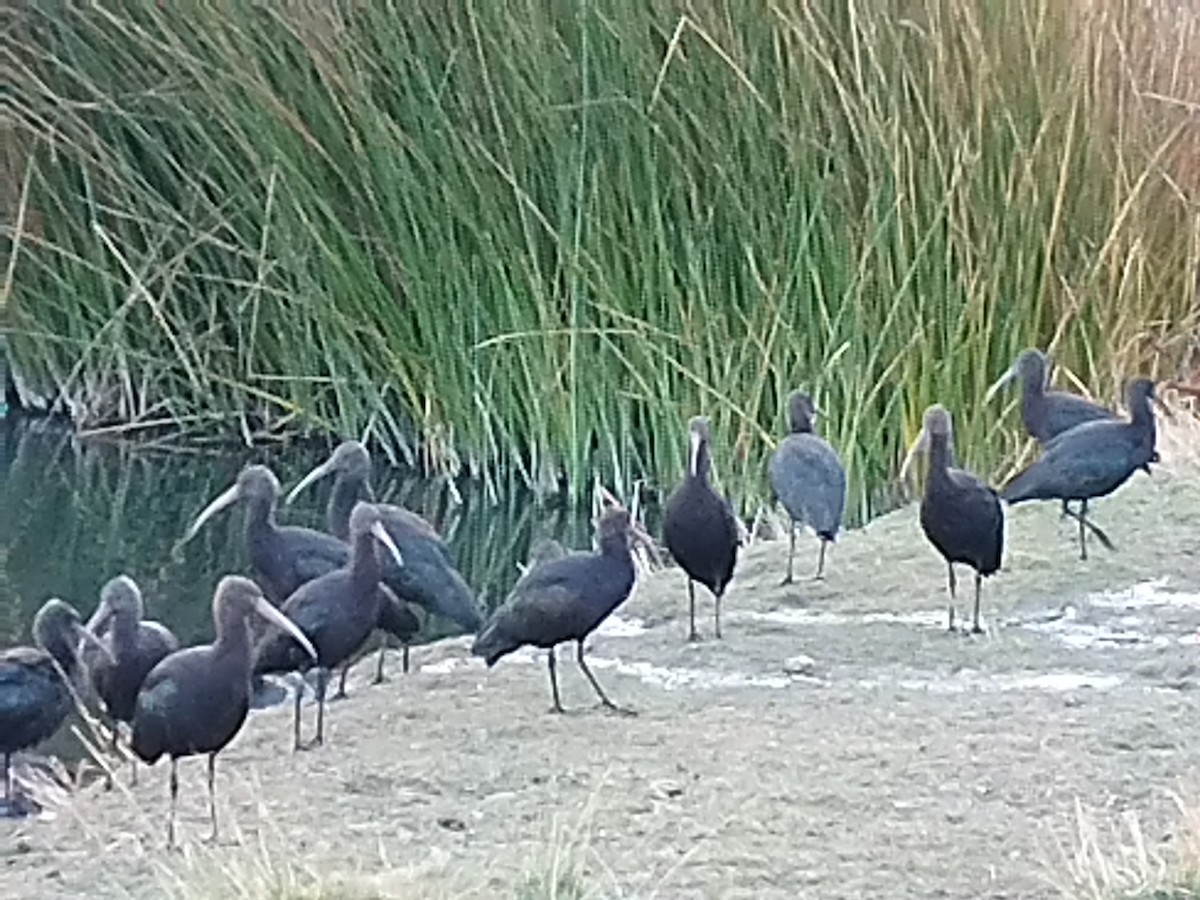 Puna Ibis - Raúl Ramírez Pozo