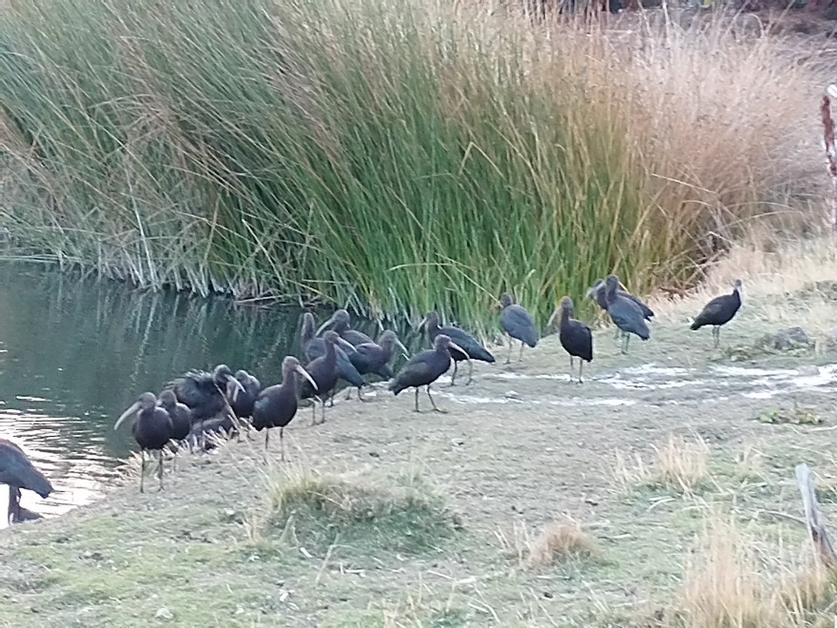 Puna Ibis - Raúl Ramírez Pozo