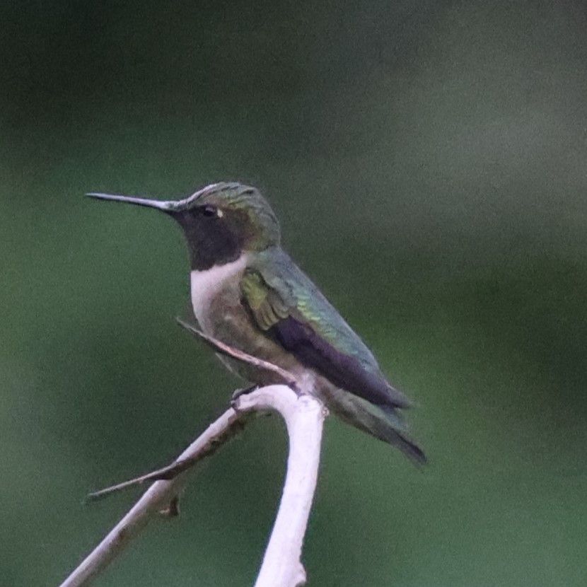 Ruby-throated Hummingbird - Tim Homan