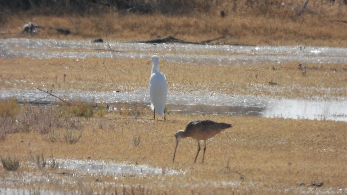 Western Cattle Egret - ML610827826