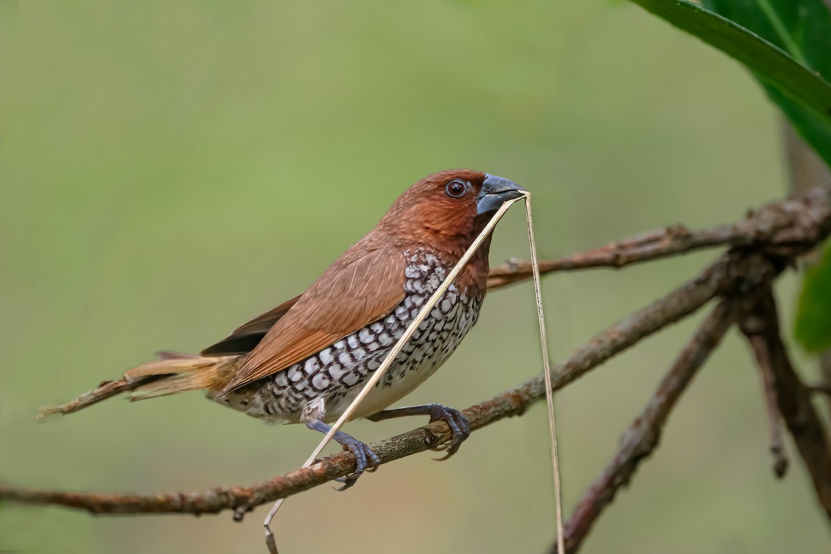 Scaly-breasted Munia - ML610827830