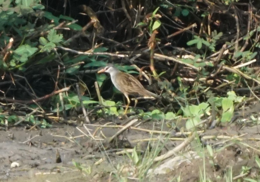 White-browed Crake - ML610827952