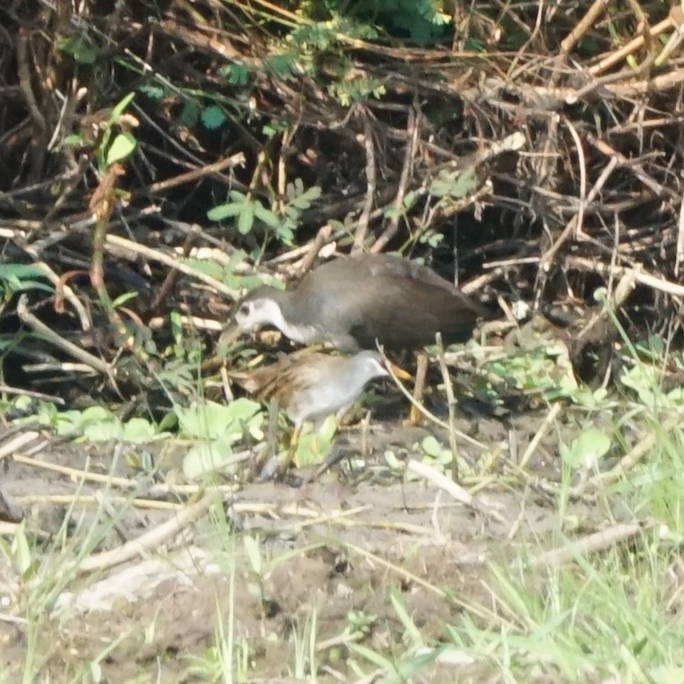 White-browed Crake - ML610827953