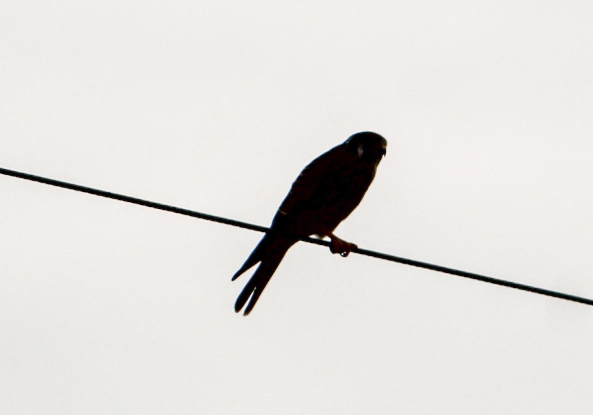 American Kestrel - ML610827986